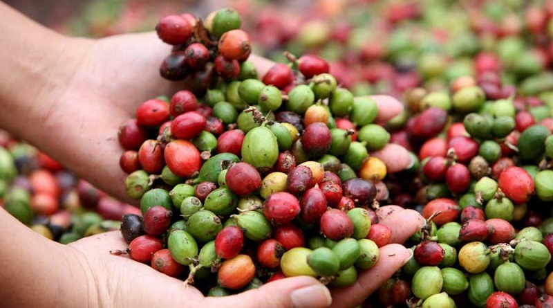 Lara impulsa su producción de café en 2024
